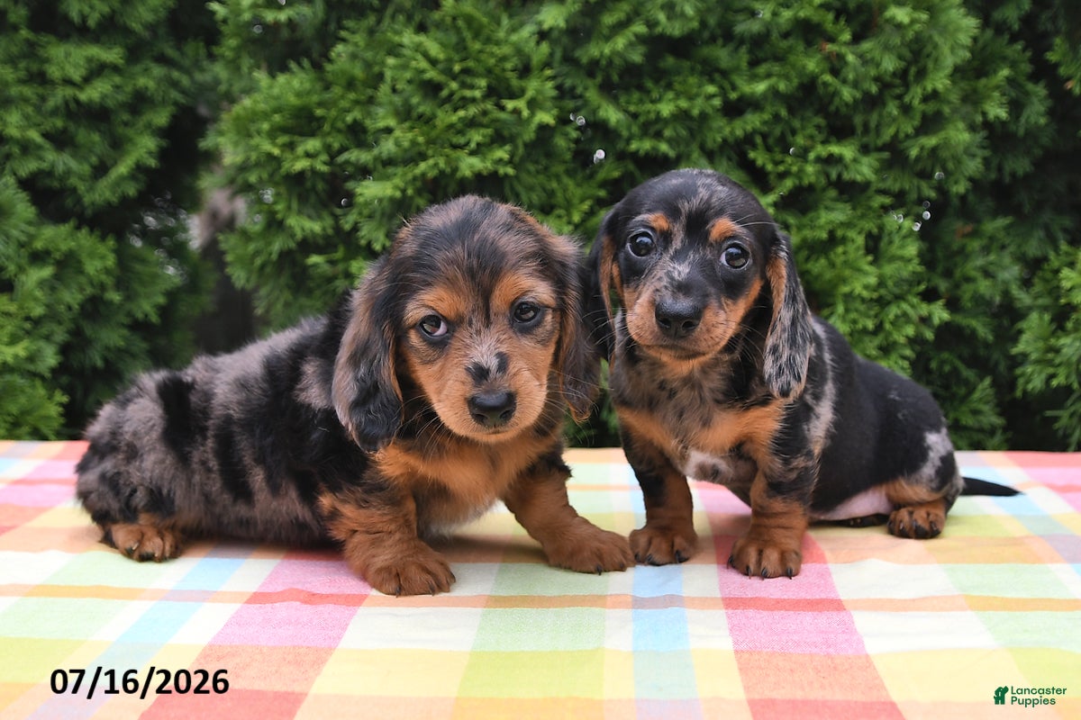 Miniature Dachshund dogs Sarah - Ad 2