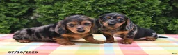Miniature Dachshund dogs for sale: Sarah - Ad 2