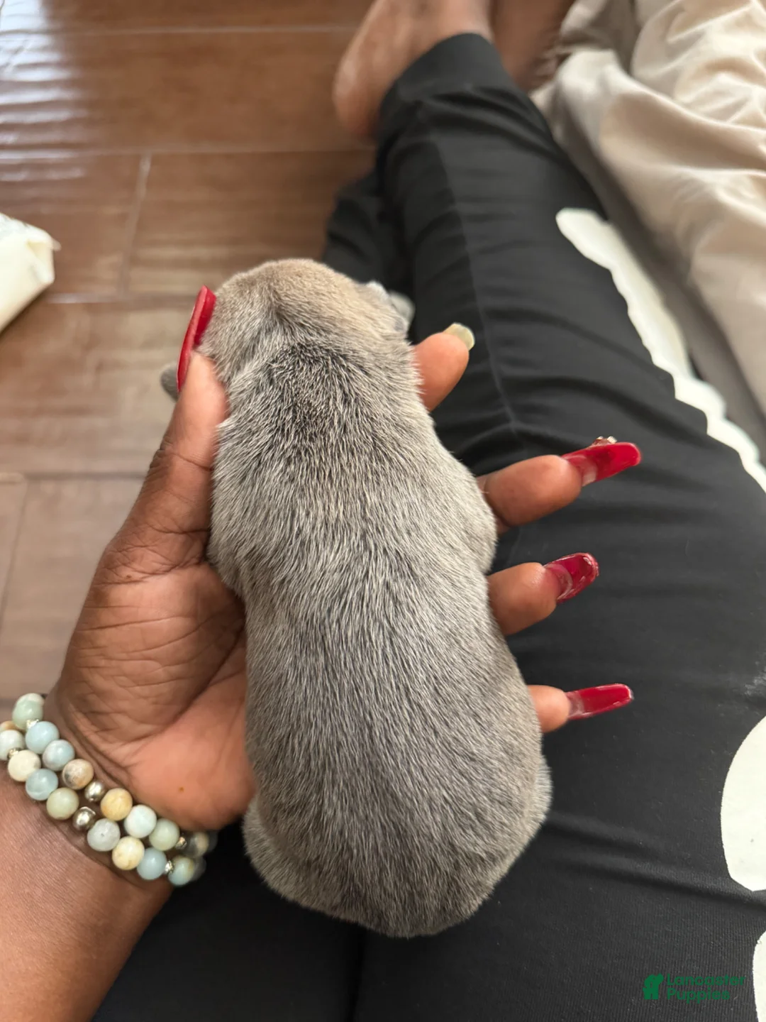 Cane Corso dogs for sale: Cane Corso Puppy 6 - Ad 2