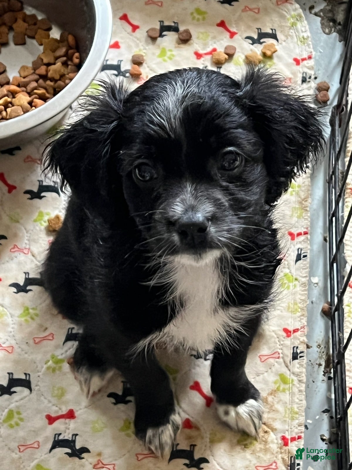 Malshi dogs Malshi Boy - Ad 2