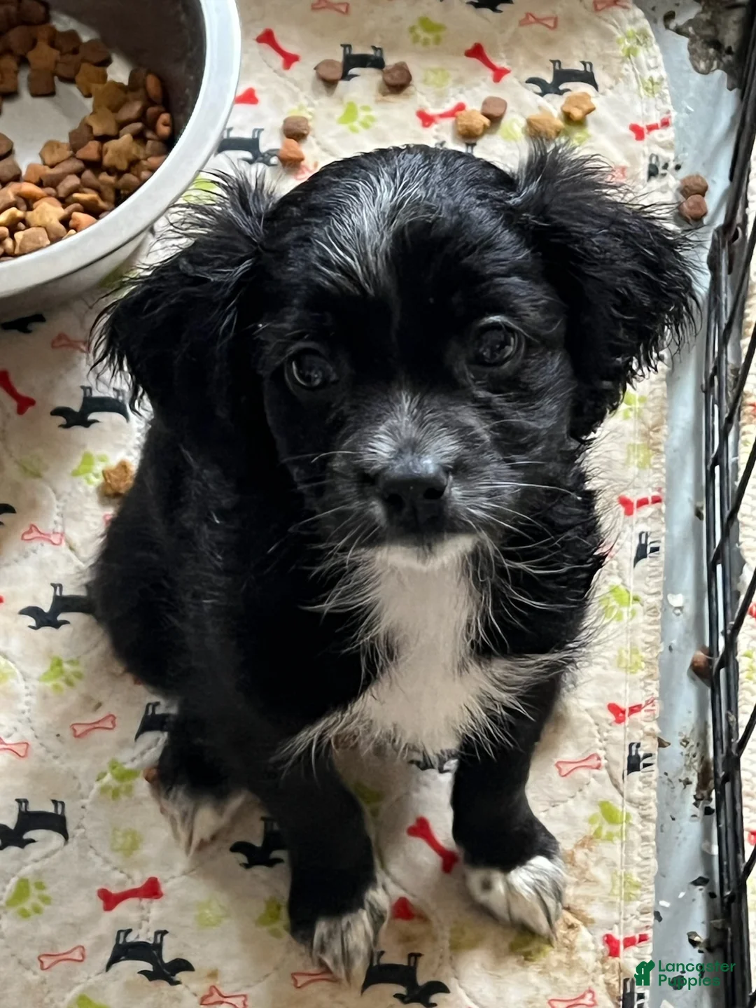 Malshi dogs for sale: Malshi Boy - Ad 2