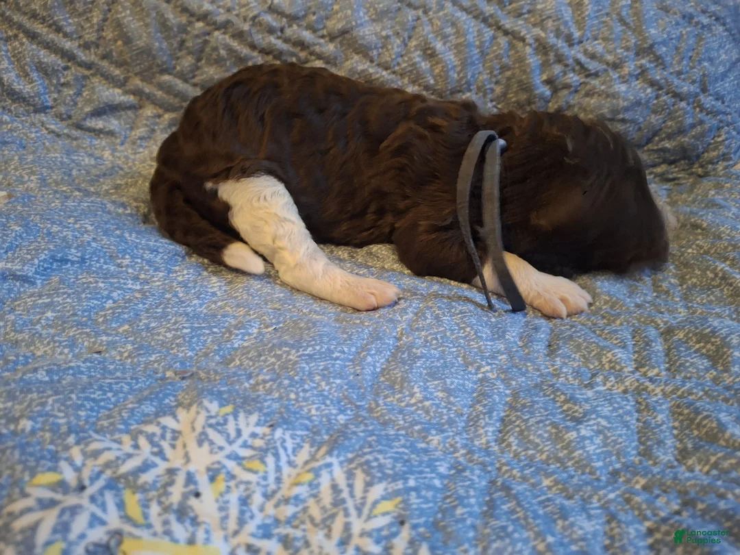 Labradoodle dogs for sale: *REDUCED* Gomphrena  - Ad 10