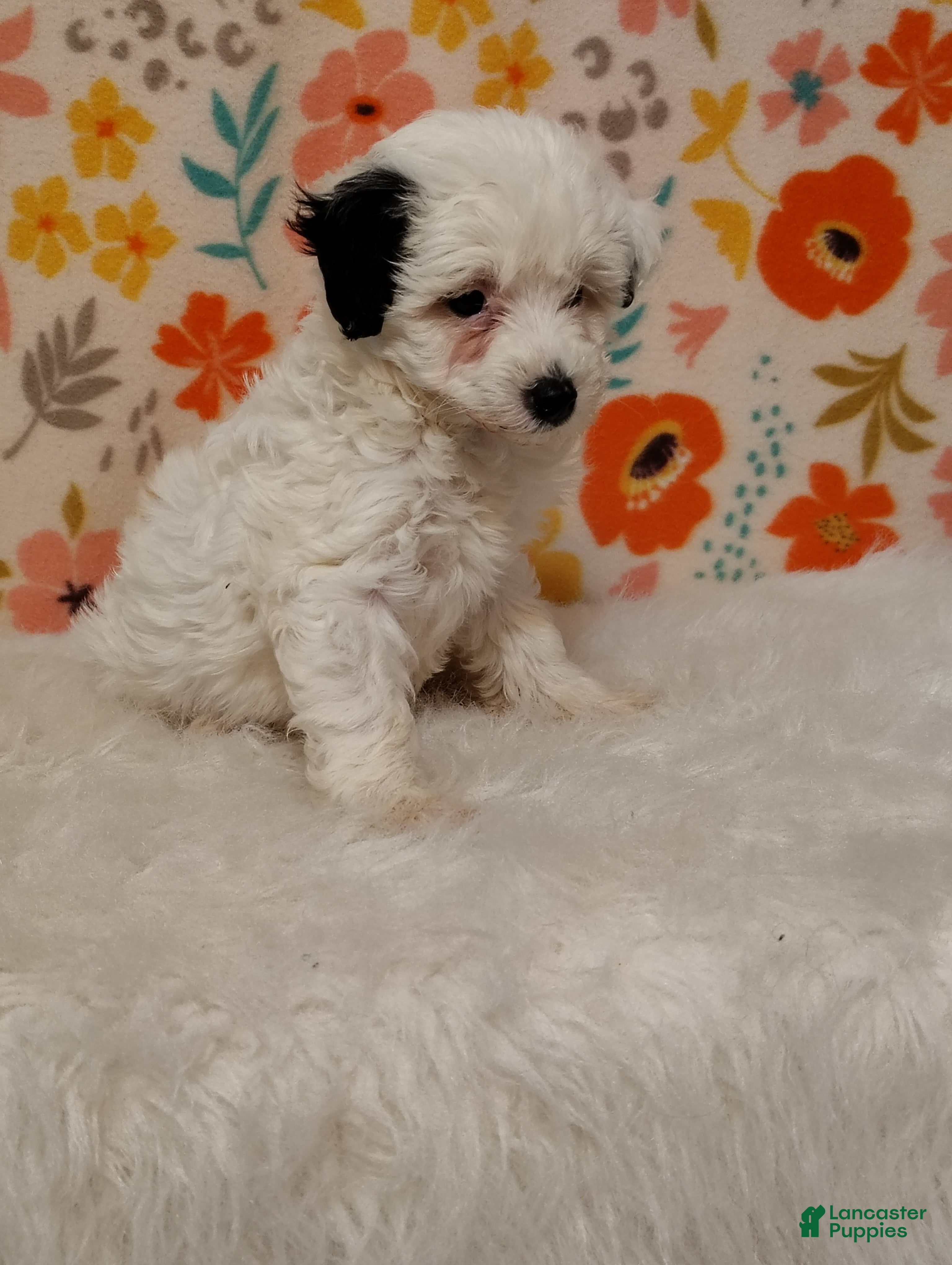 Sheepadoodle dogs Sara - Ad 2
