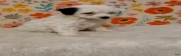 Sheepadoodle dogs for sale: Sara - Ad 2