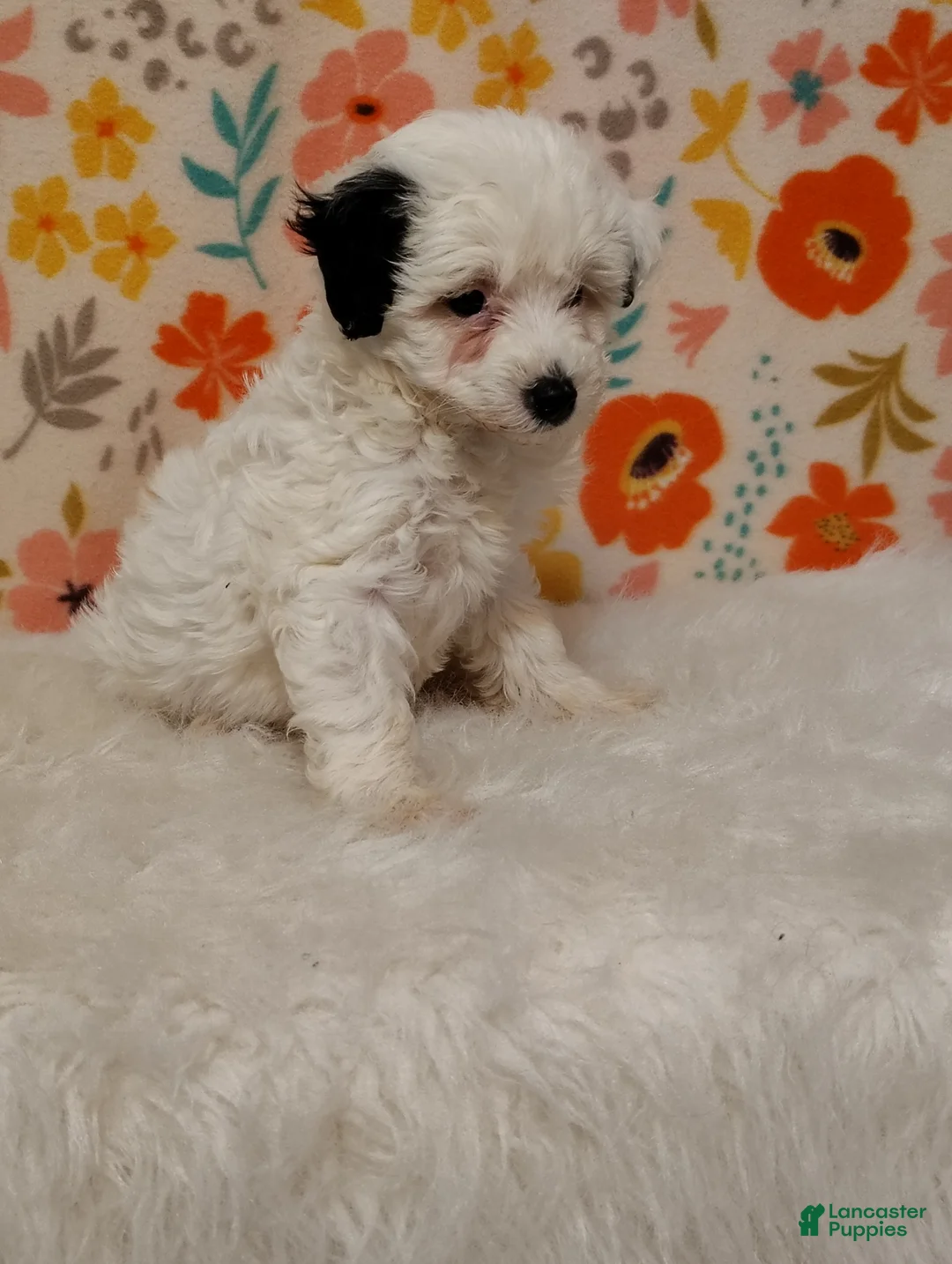 Sheepadoodle dogs for sale: Sara - Ad 2