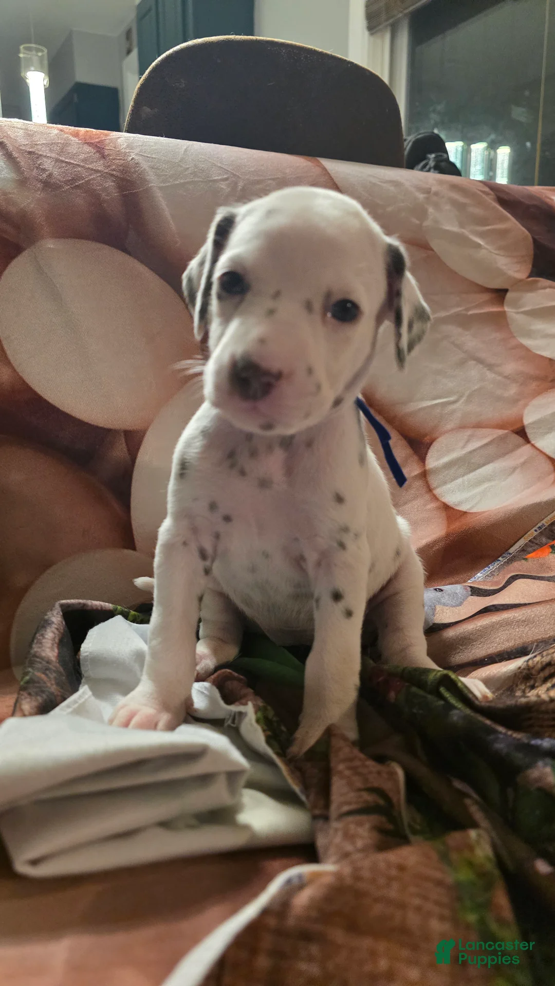 Dalmatian dogs for sale: Cocoa - Ad 2
