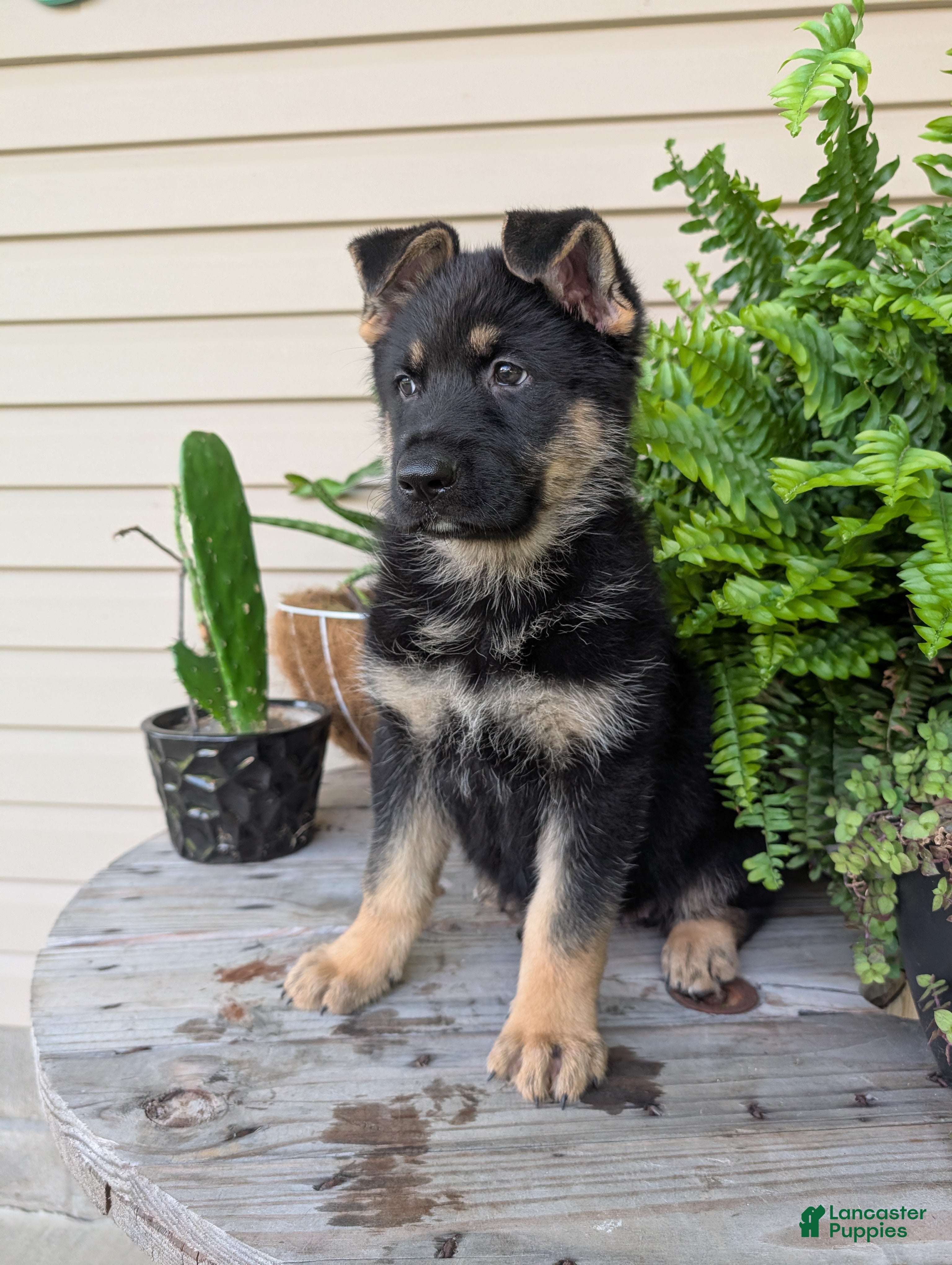 German Shepherd dogs Mindy  - Ad 1