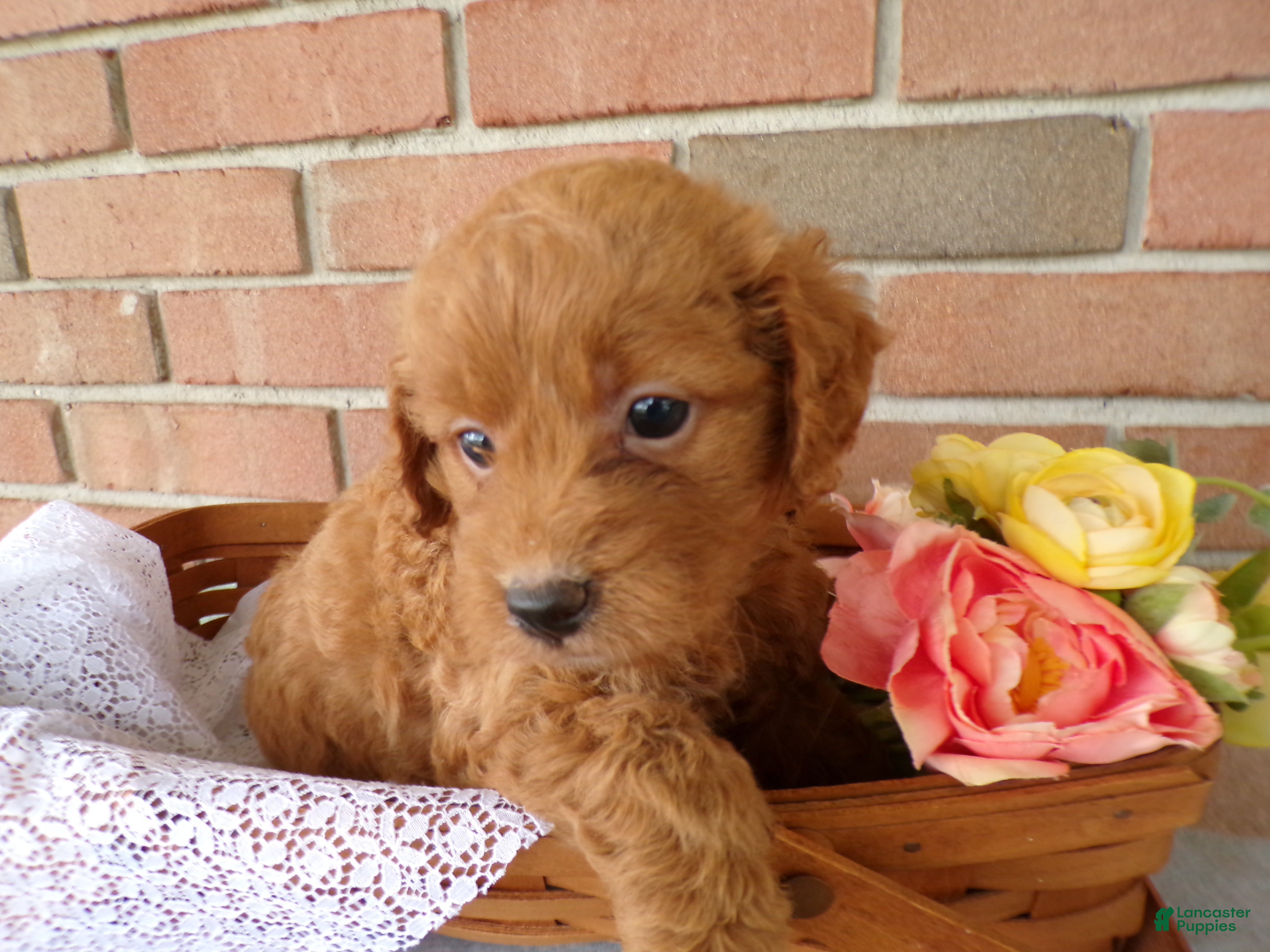 Cockapoo dogs Conner - Ad 1