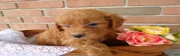 Cockapoo dogs for sale: Conner - Ad 1