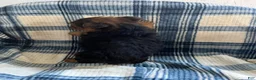 Yorkshire Terrier dogs for sale: Yorkshire -Snipper - Ad 4