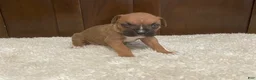 Boxer dogs for sale: Colt - Ad 20