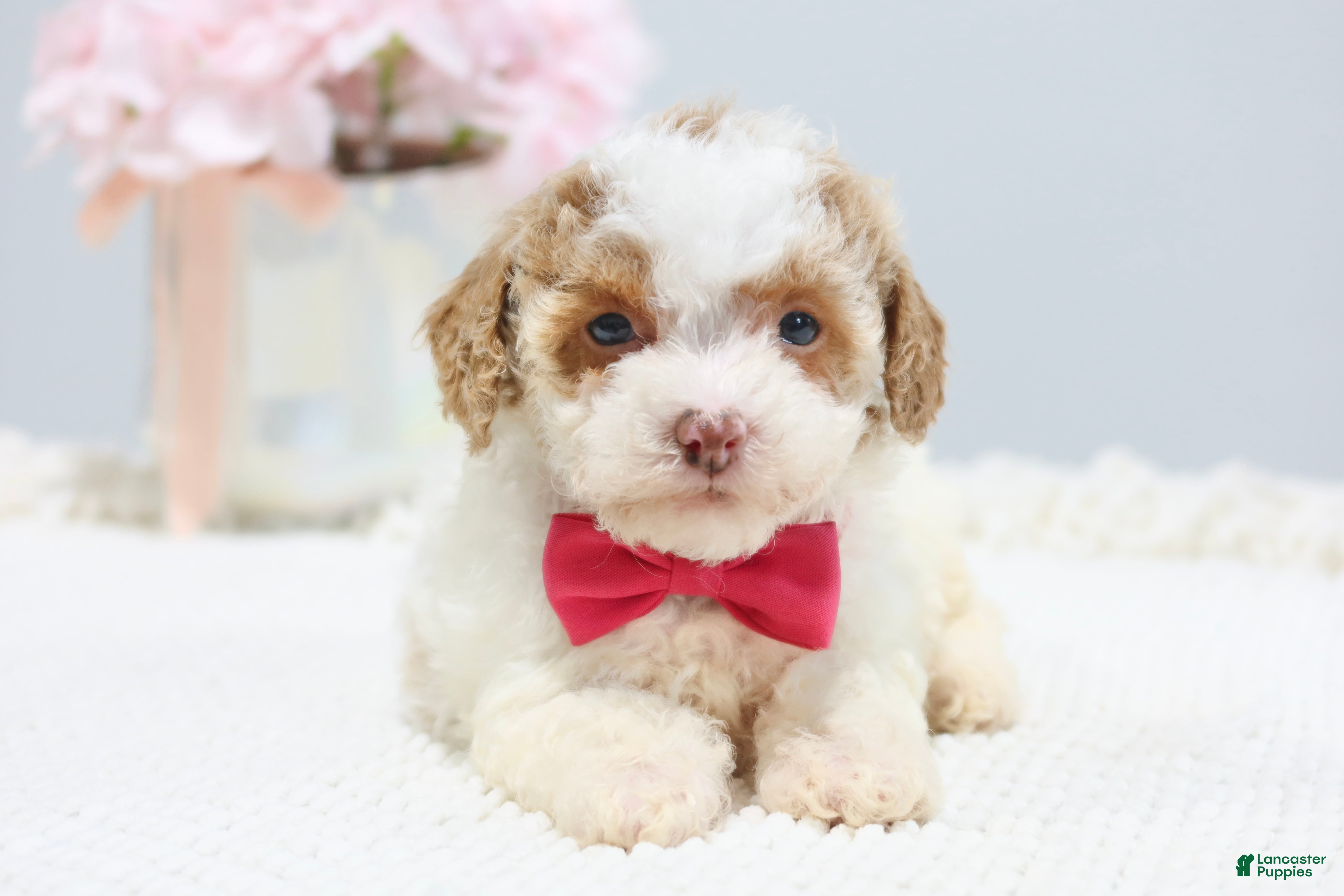 Toy Poodle dogs Bailey - Ad 2
