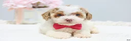 Toy Poodle dogs for sale: Bailey - Ad 2