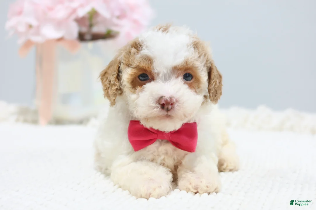 Toy Poodle dogs for sale: Bailey - Ad 2