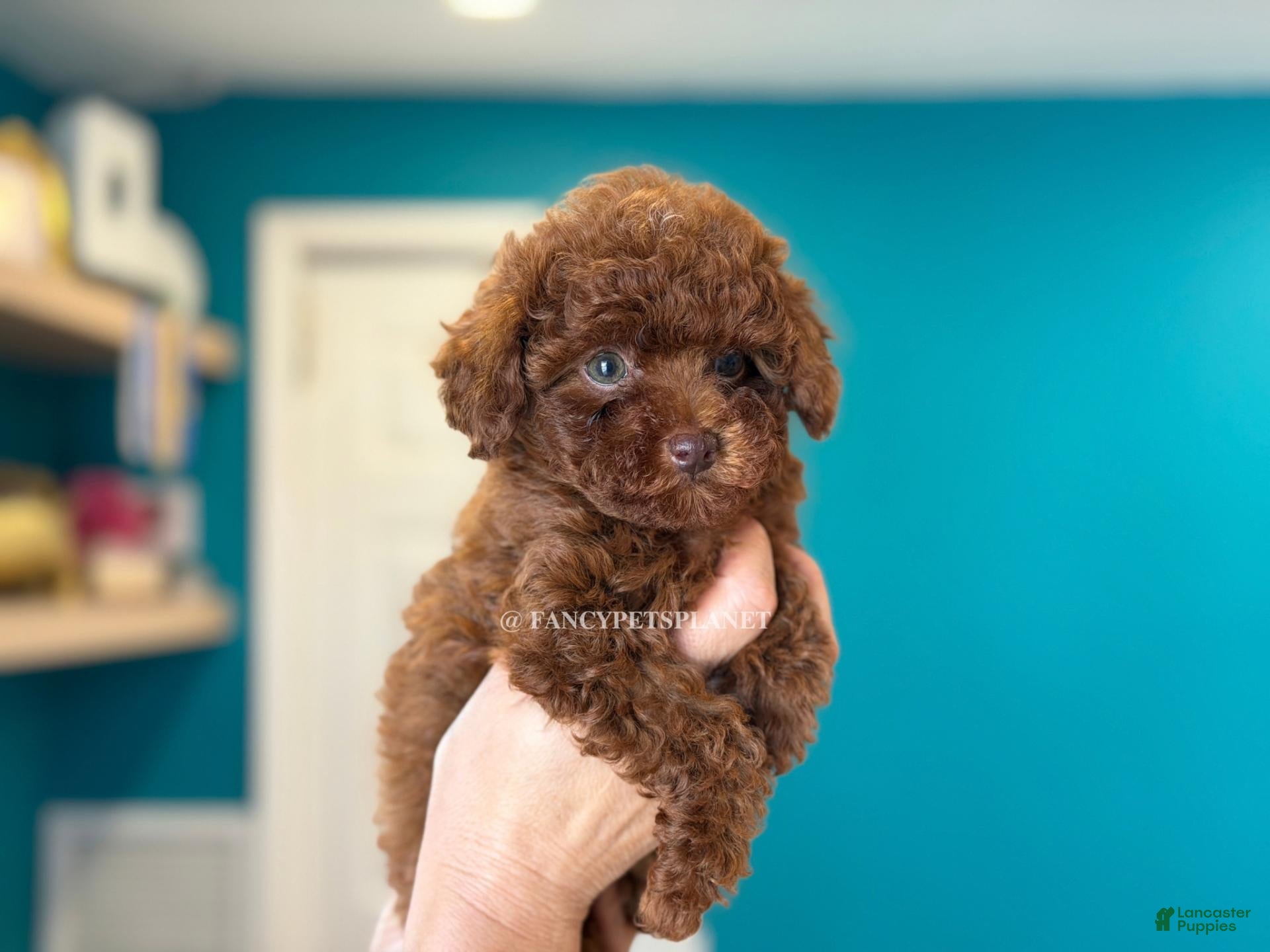 Toy Poodle dogs Kiss of Life  - Ad 1
