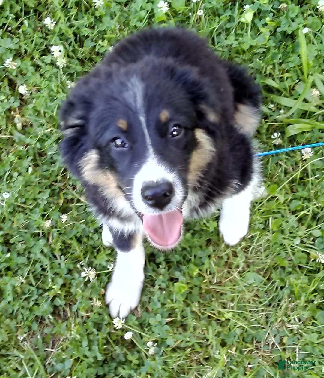 Mixed Breed dogs for sale: Skip - Ad 2