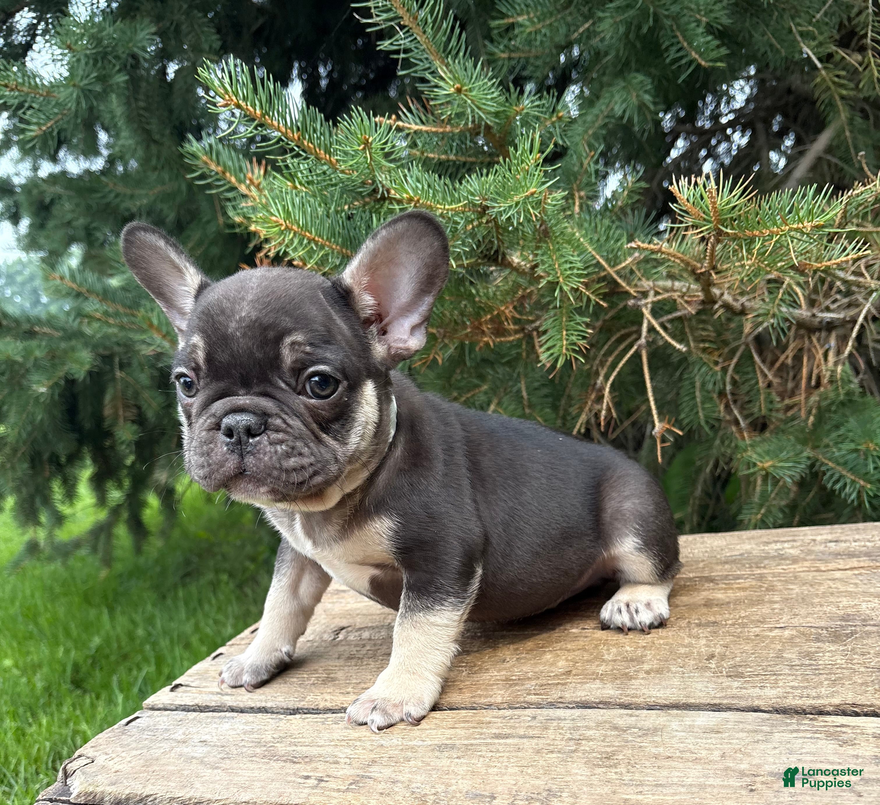 French Bulldog dogs Knox - Ad 1