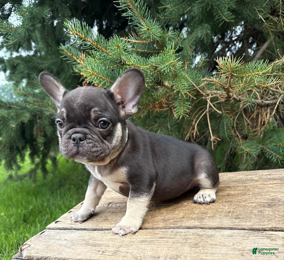 French Bulldog dogs for sale: Knox - Ad 1