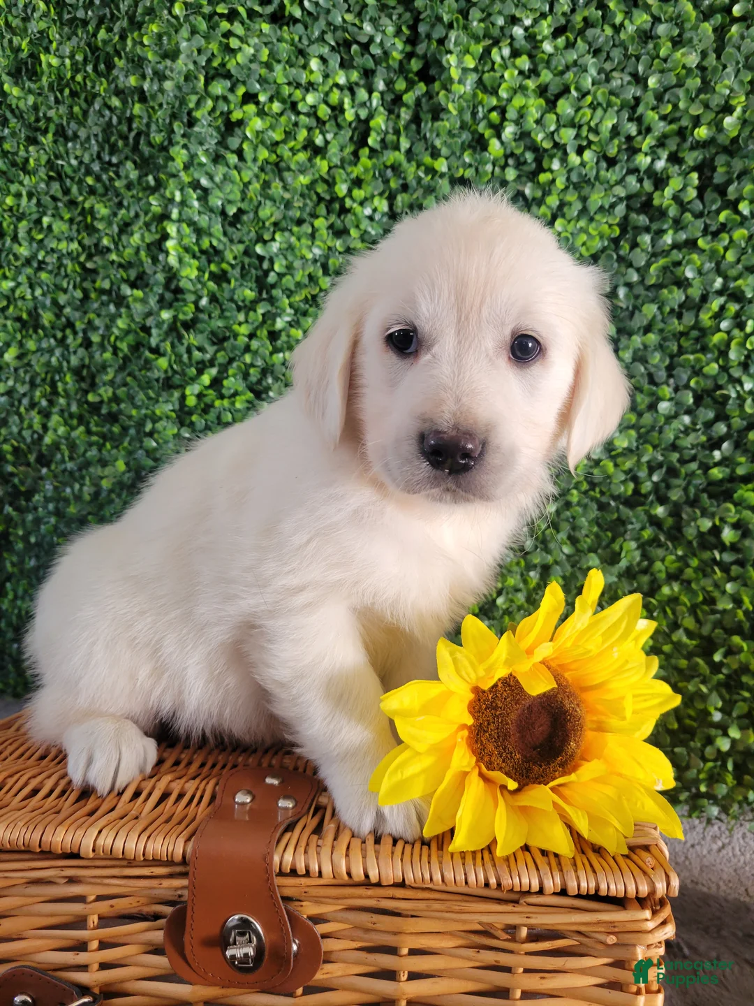 Golden Retriever dogs for sale: Roxy - Ad 1