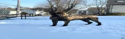 Cane Corso dogs for sale: Cane Corso 1 - Ad 8