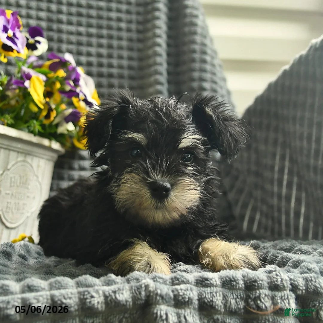 Miniature Schnauzer dogs for sale: Jack  - Ad 2