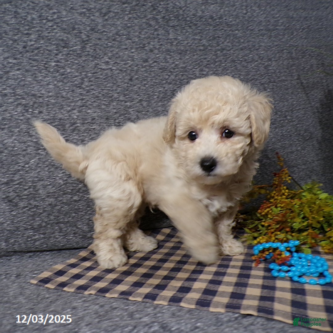 Bichpoo dogs for sale: Tator - Ad 4