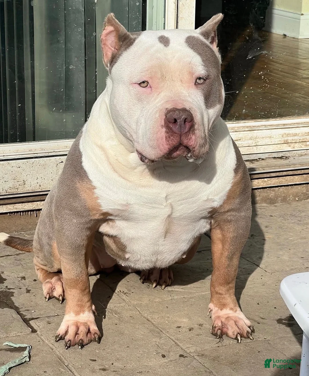 American Bully dogs for sale: American Bully 1 - Ad 2