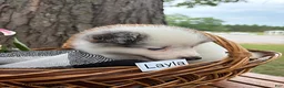 Mixed Breed dogs for sale: Layla - Ad 3