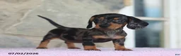 Miniature Dachshund dogs for sale: Carla - Ad 3