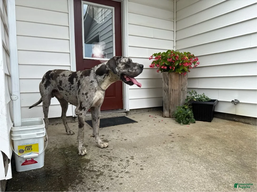 Great Dane dogs for sale: Raven - Ad 6