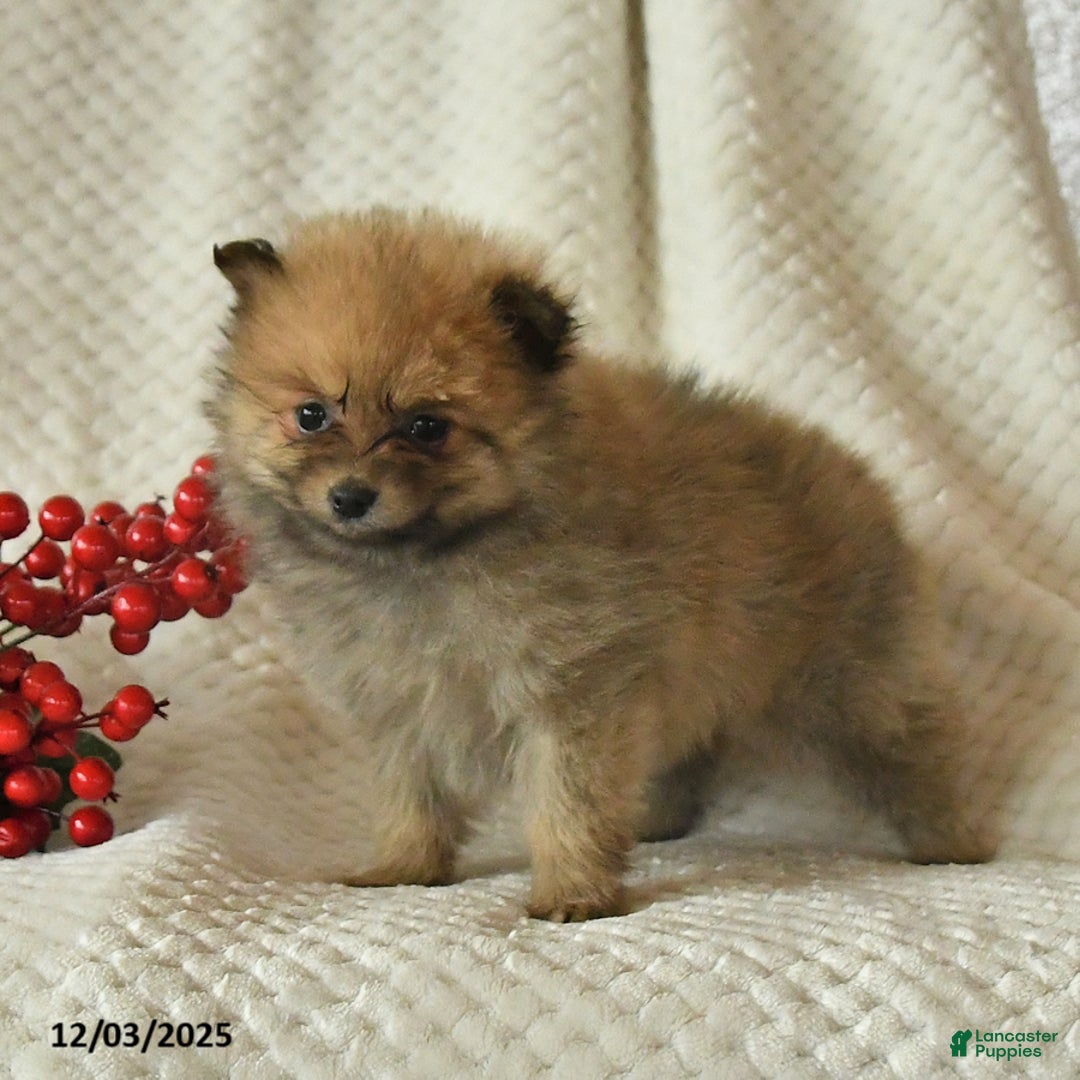 Pomeranian dogs for sale: Paige - Ad 2