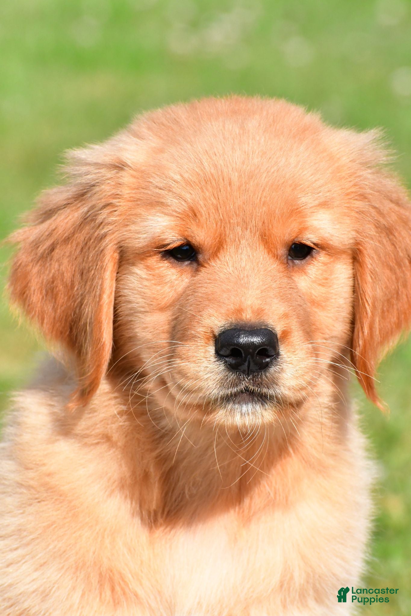 Golden Retriever dogs Max - Ad 1