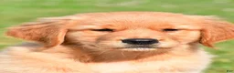 Golden Retriever dogs for sale: Max - Ad 1