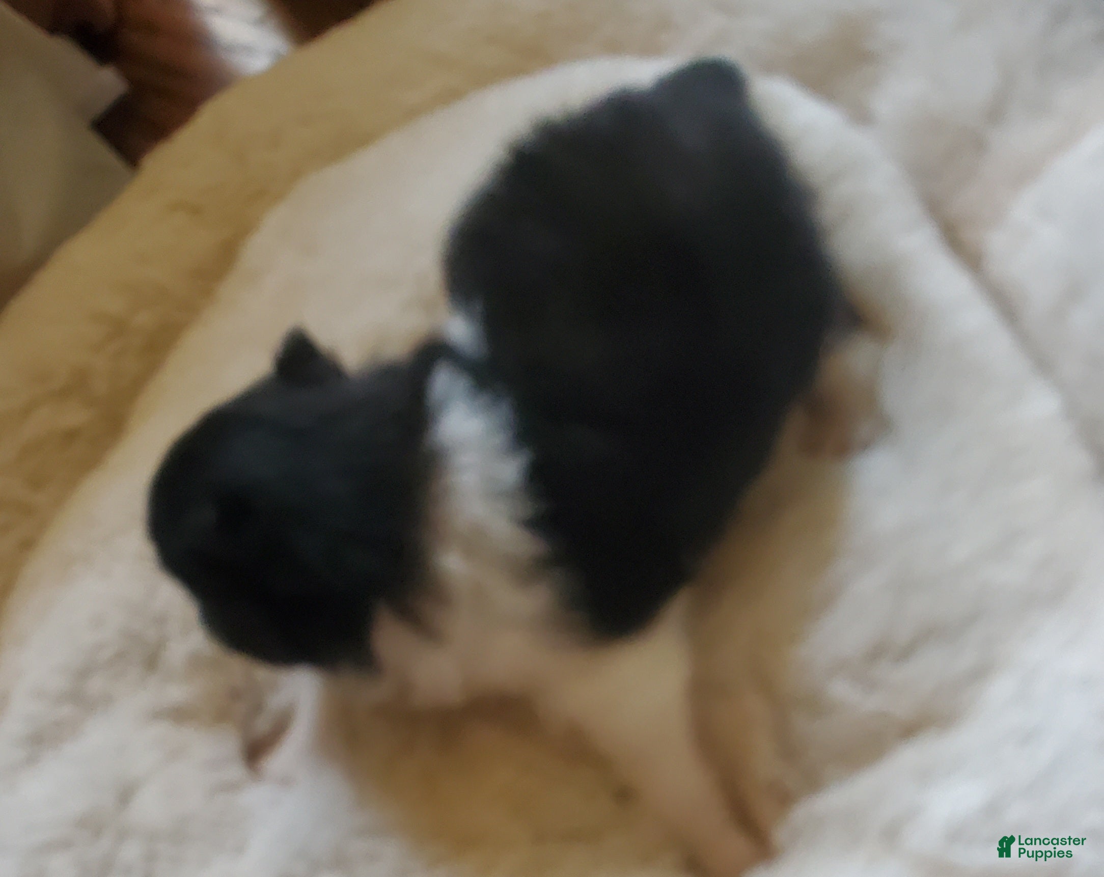 Pomeranian dogs Pomeranian Puppy 1 - Ad 11