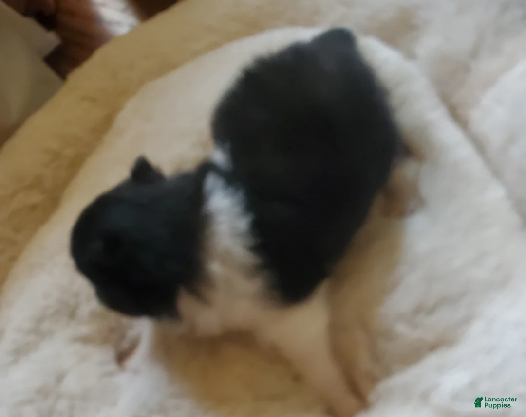 Pomeranian dogs for sale: Pomeranian Puppy 1 - Ad 1