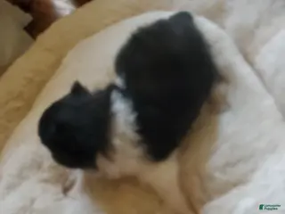 Pomeranian dogs Pomeranian Puppy 1 - Ad 11