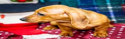 Miniature Dachshund dogs for sale: Ursala - Ad 5