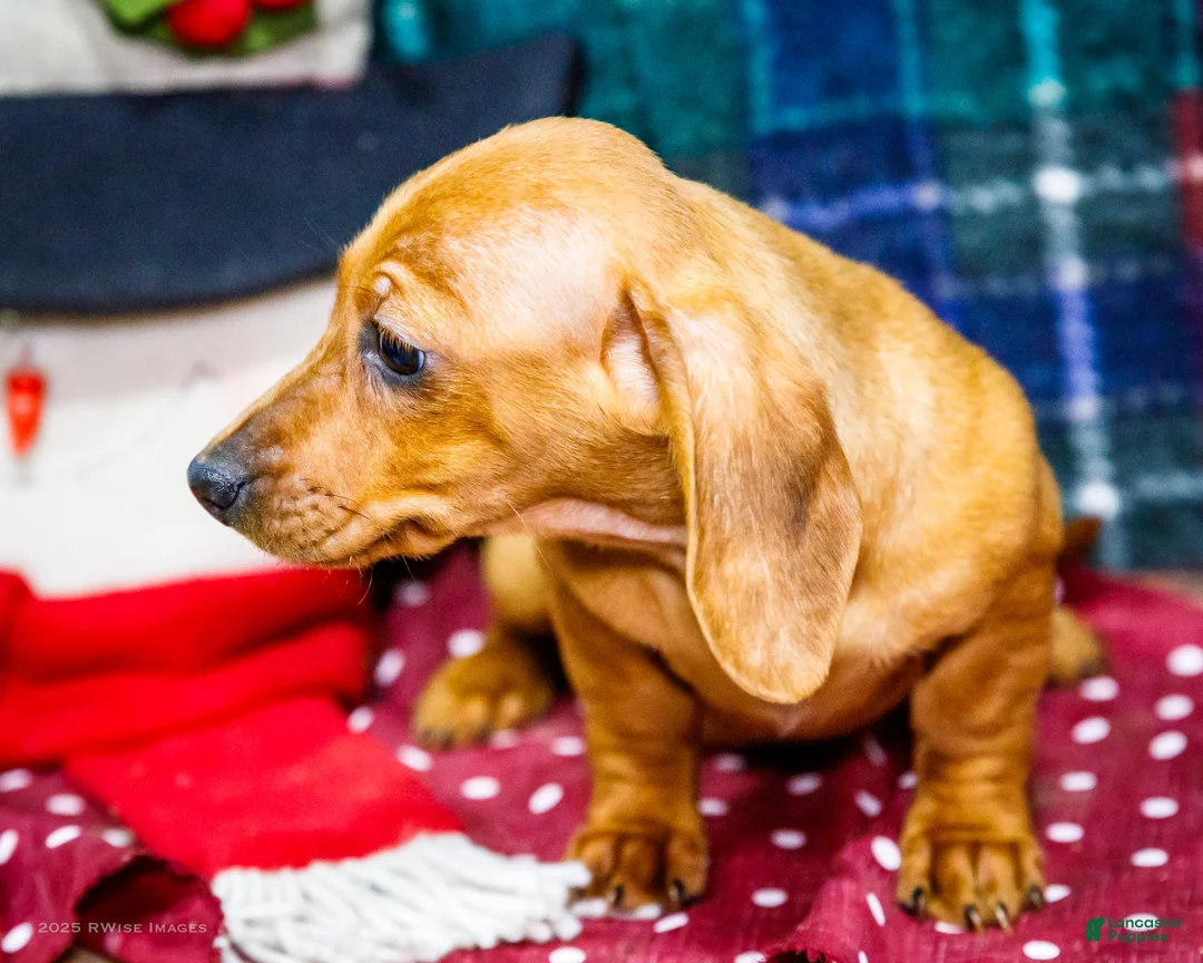 Miniature Dachshund dogs for sale: Ursala - Ad 5