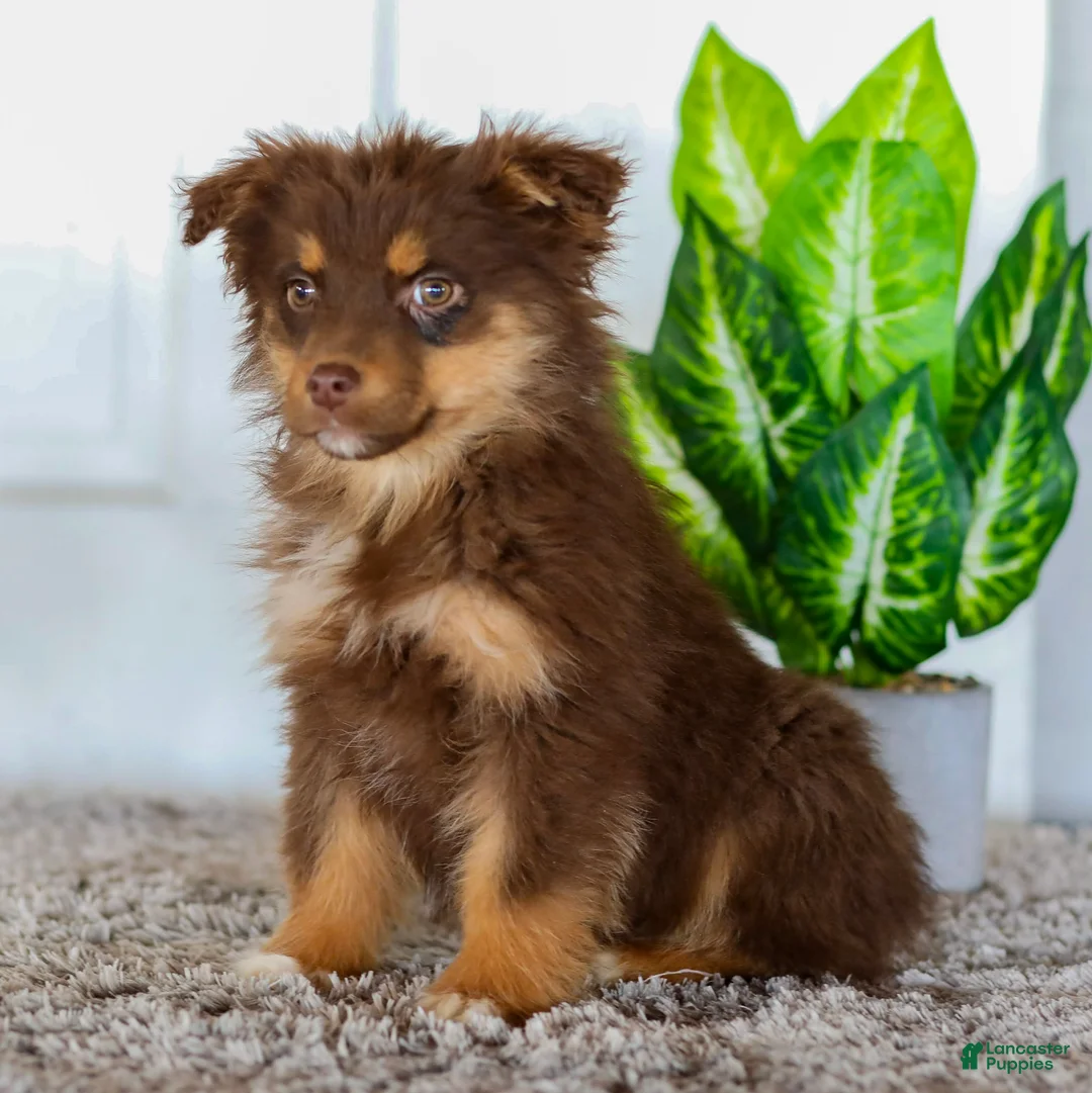 Australian Shepherd dogs for sale: Eva - Ad 1