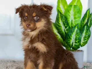 Australian Shepherd dogs for sale: Eva - Ad 3