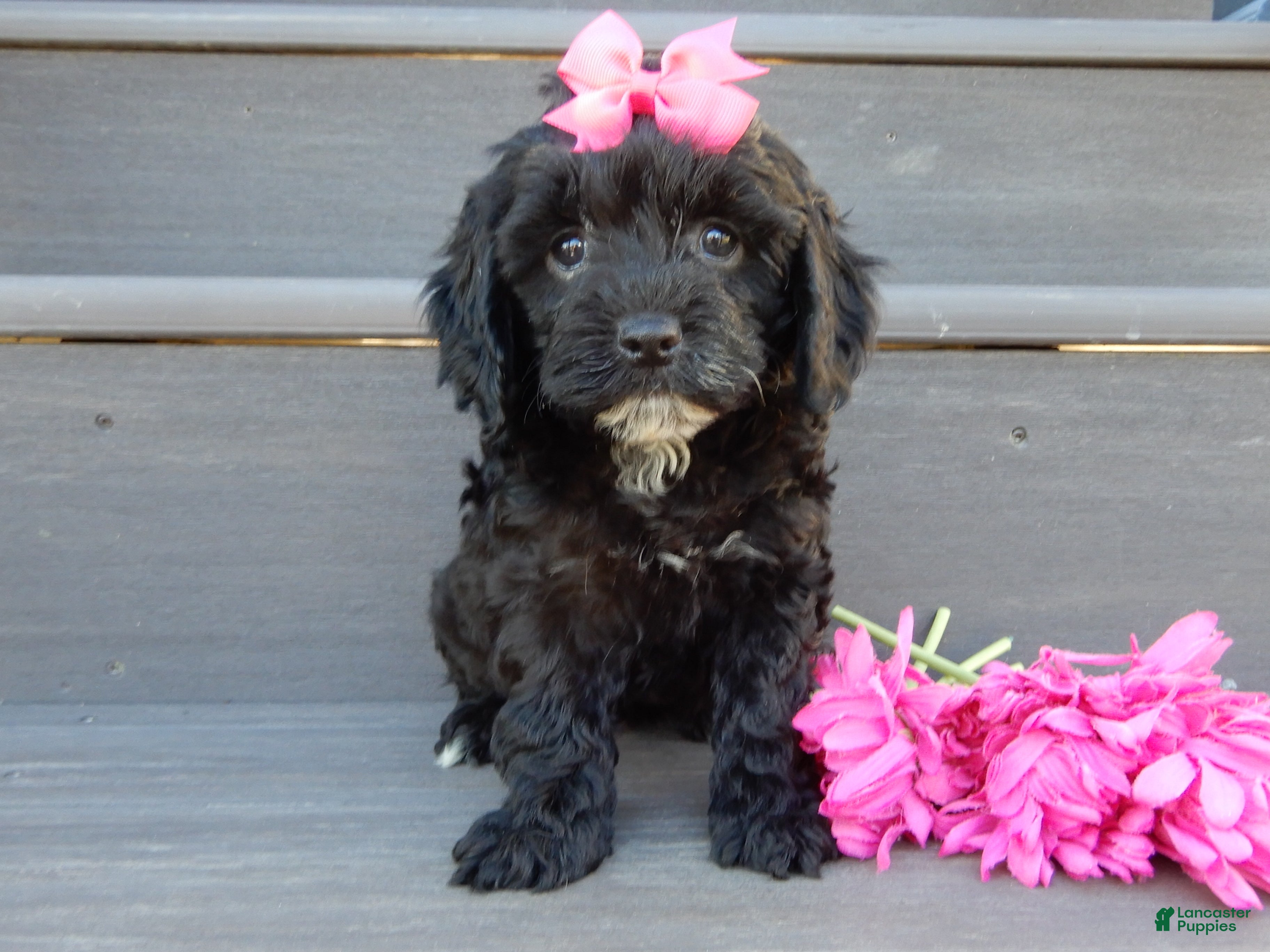 Cockapoo dogs Miley - Ad 2