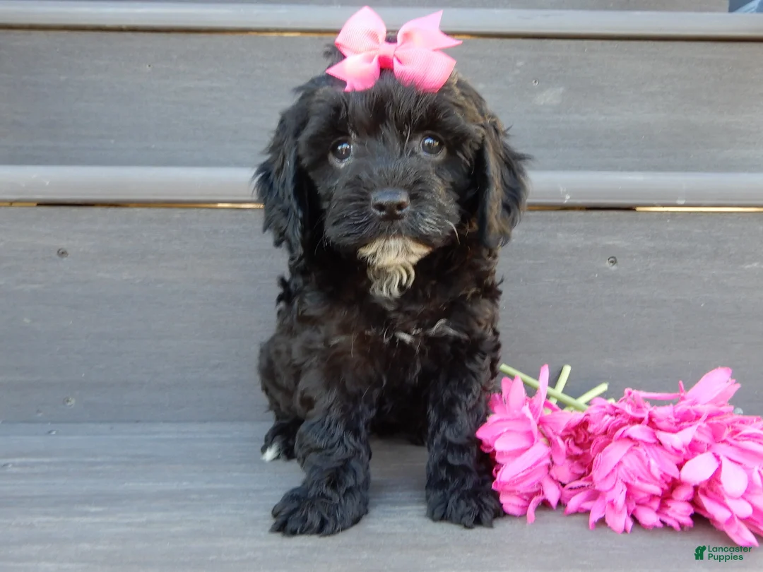 Cockapoo dogs for sale: Miley - Ad 2