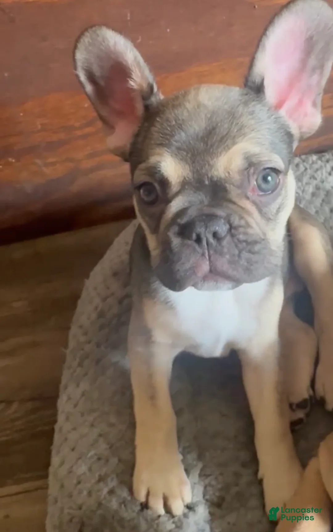 French Bulldog dogs for sale: ASHANTI!!! OUR Chameleon FAWN Beauty!  - Ad 1