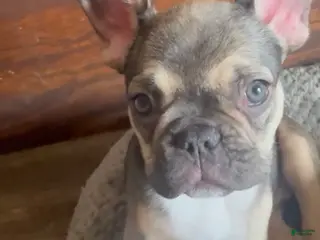 French Bulldog dogs ASHANTI!!! OUR Chameleon FAWN Beauty! - Ad 3