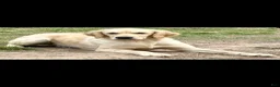 Golden Retriever dogs for sale: Jasmine - Ad 8