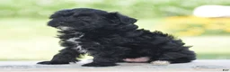 Yorkiepoo dogs for sale: Courtney - Ad 5