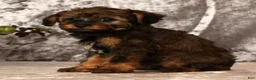 Yorkiepoo dogs for sale: Unice - Ad 3