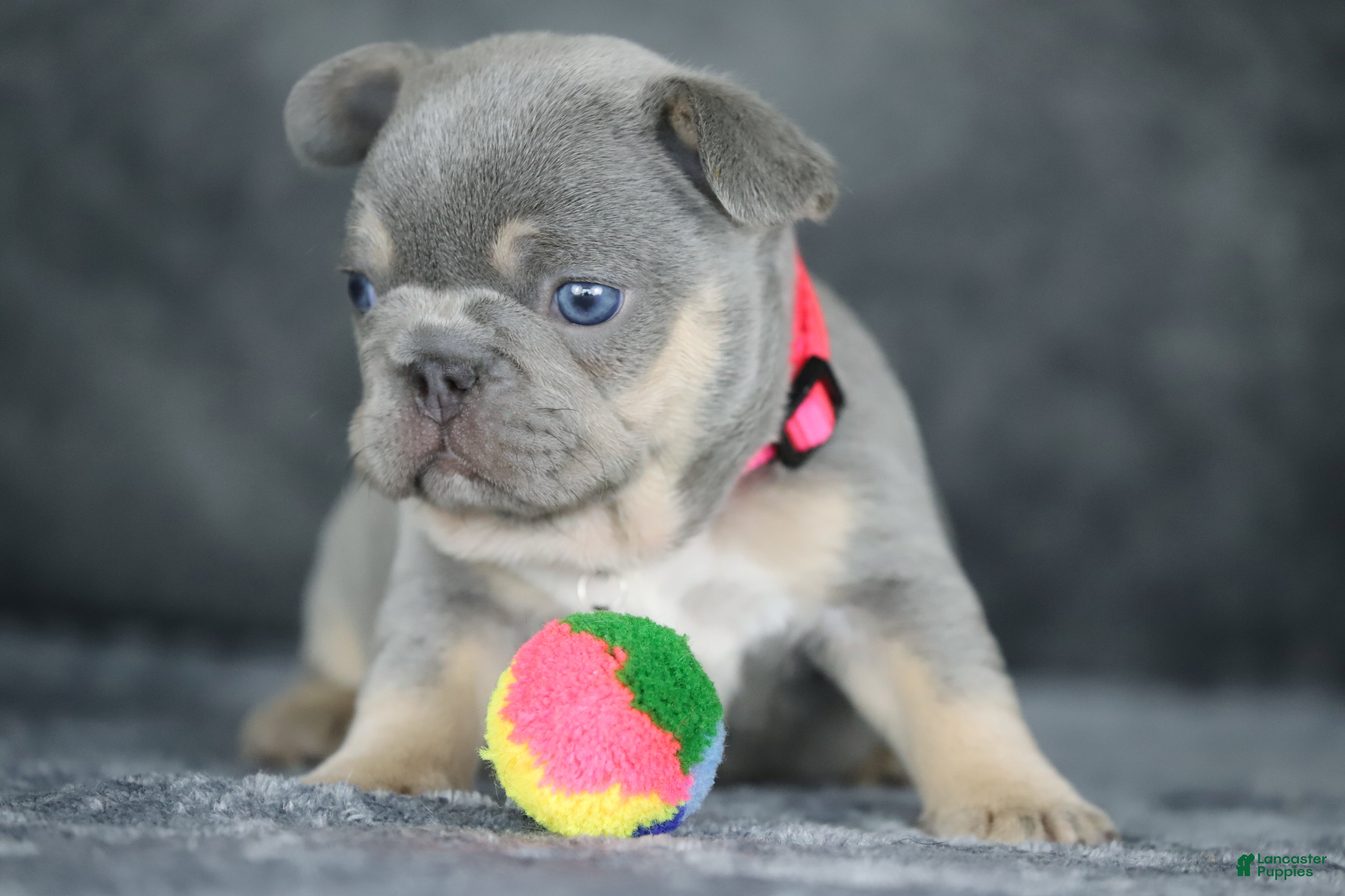 French Bulldog dogs Kira - Ad 1