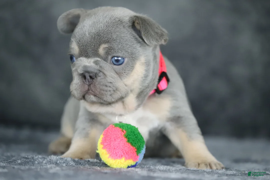 French Bulldog dogs for sale: Kira - Ad 1