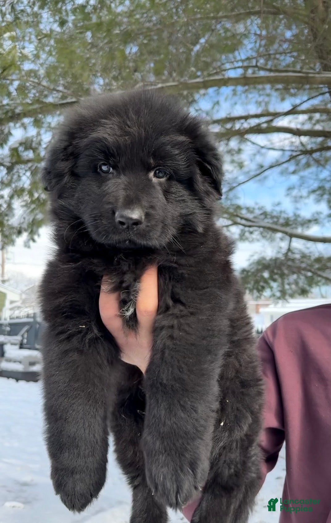 German Shepherd dogs Draco - Ad 2